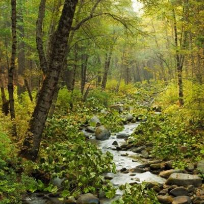 天成彩票手机app下载