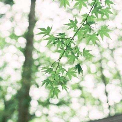 pg麻将胡了下载